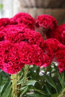 Целозия гребенчатая коралловый