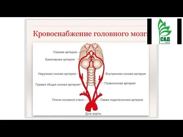 Поступление крови в мозг. Кровообращения головы, мозга, конечностей.