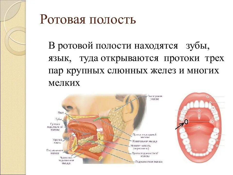 Полость рта определение. Полость рта определение
