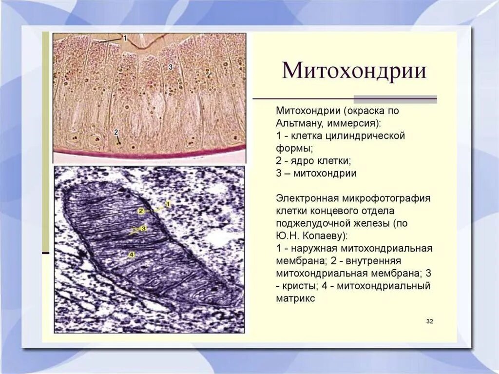 Митохондрии в клетках печени. Митохондрии в эпителиальных клетках кишечника аскариды по Альтману. Митохондрии в клетках эпителия кишечника аскариды. Митохондрии в клетках кишечника аскариды окраска по Альтману. Митохондрии окраска по Альтману.