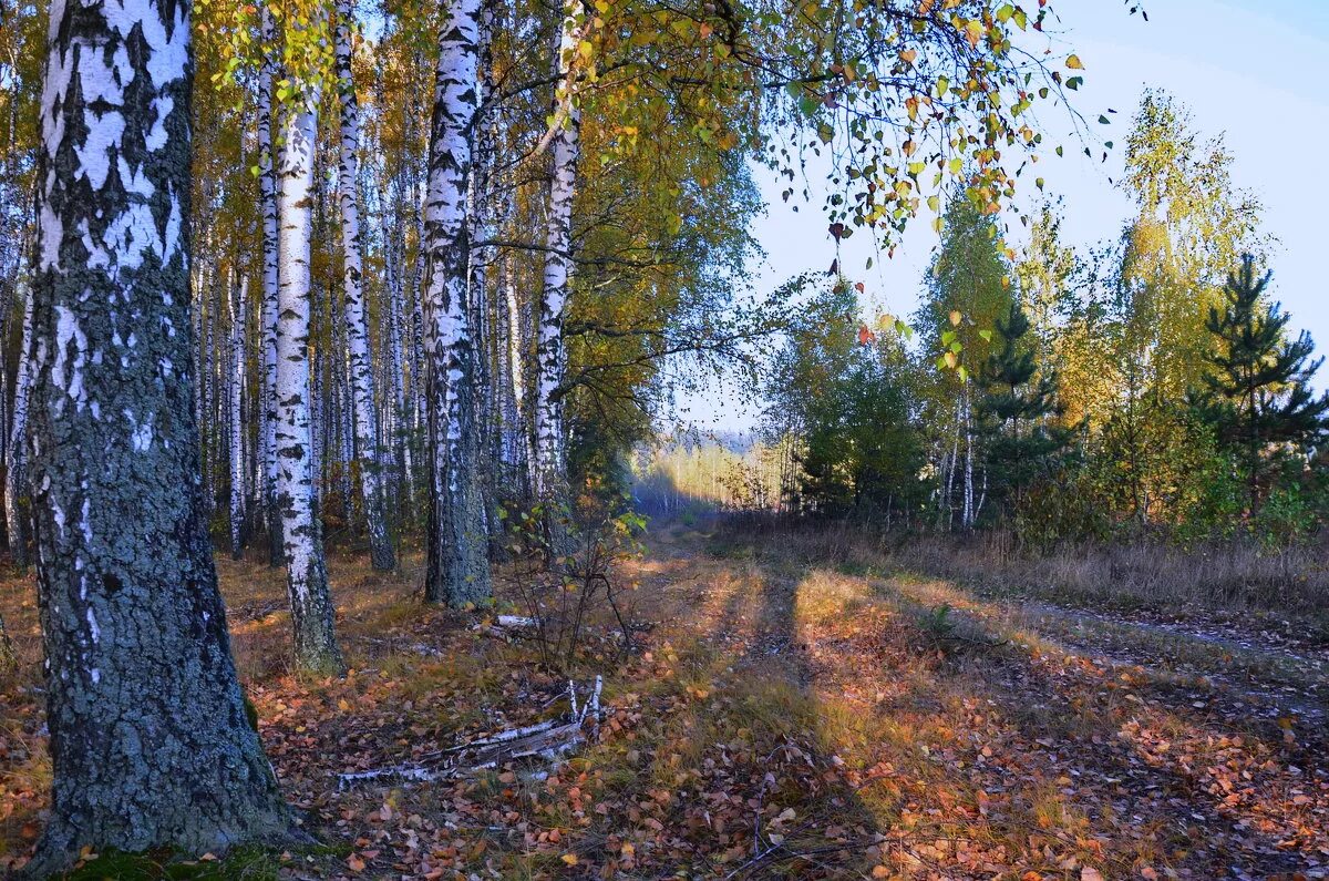 освещенные солнцем березы в лесу. рассвет в березовой роще. березовая роща тульская область. утренний лес. утро в березовой роще.