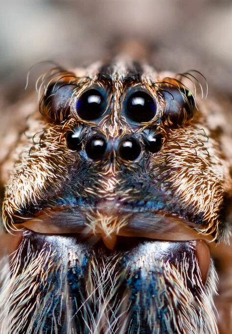 The World’s Cutest Spiders Beautiful eyes pics, Jumping spider, Eye pictures