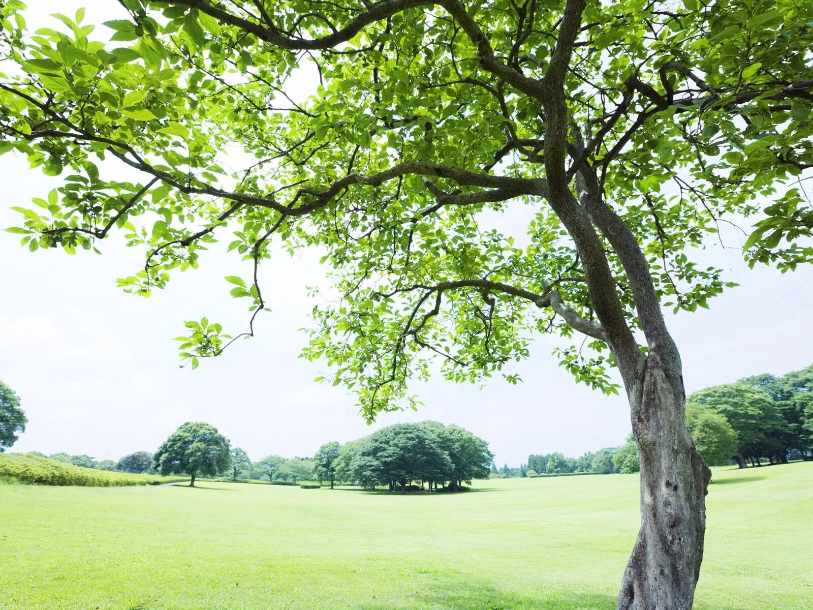 Natural tree. Каппел дерево. Дуб Джурупа дерево. Ветвистое дерево. Природа деревья.