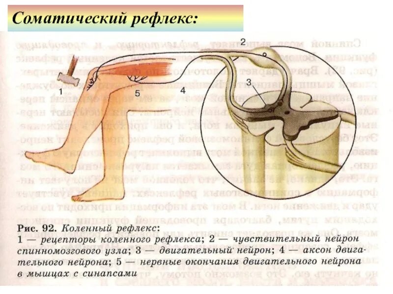 Коленный рефлекс это соматическая. Рефлекторная дуга коленного рефлекса. Схема рефлекторной дуги коленного рефлекса. Дуга коленного рефлекса схема.