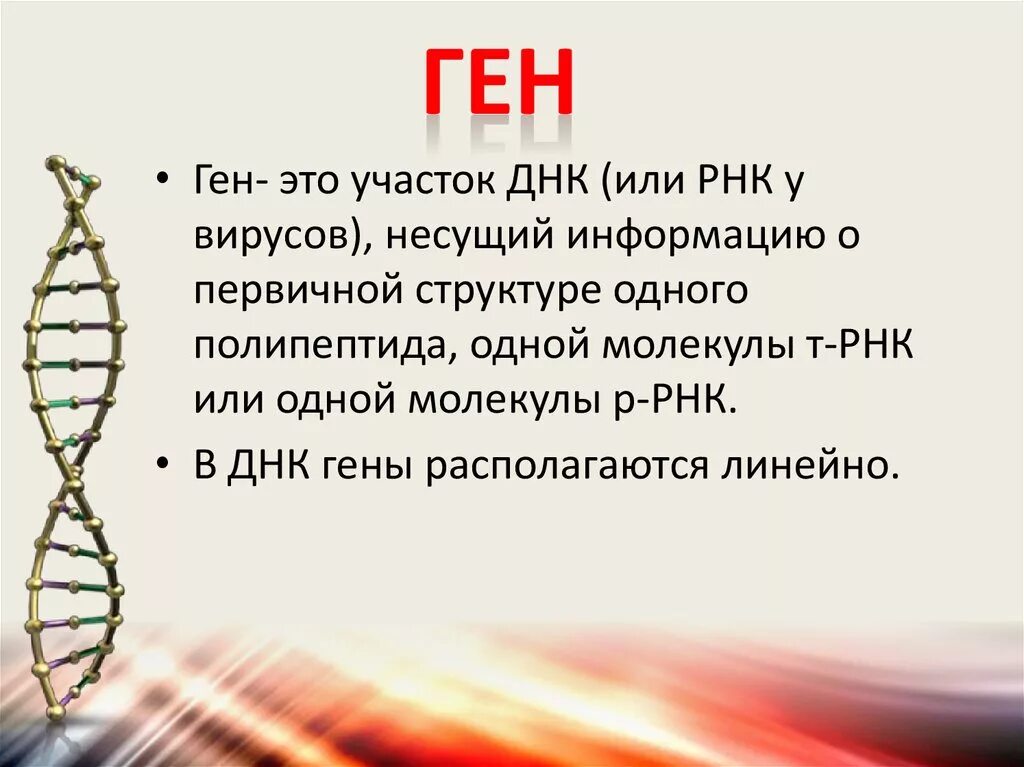 Гены. ДНК И РНК. Гены ДНК. Гены хромосомы геном.