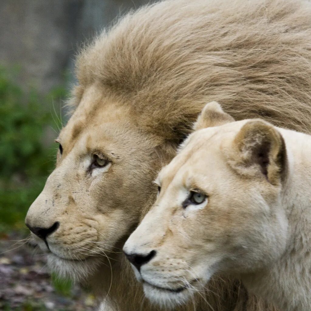 Animal couple. Лев и львица. Лев львица и Львенок любовь. Львиное семейство. Львиная любовь.