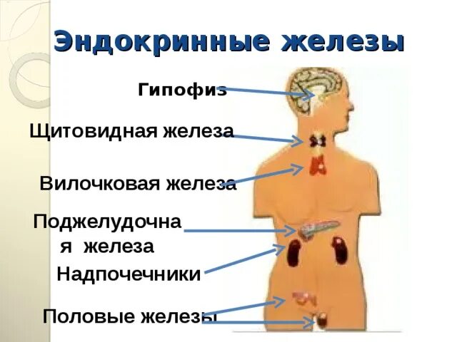 Перечислите эндокринные железы. Половые железы железы внешней секреции. Строение эндокринных желез. Расположение желез Вн секреции.