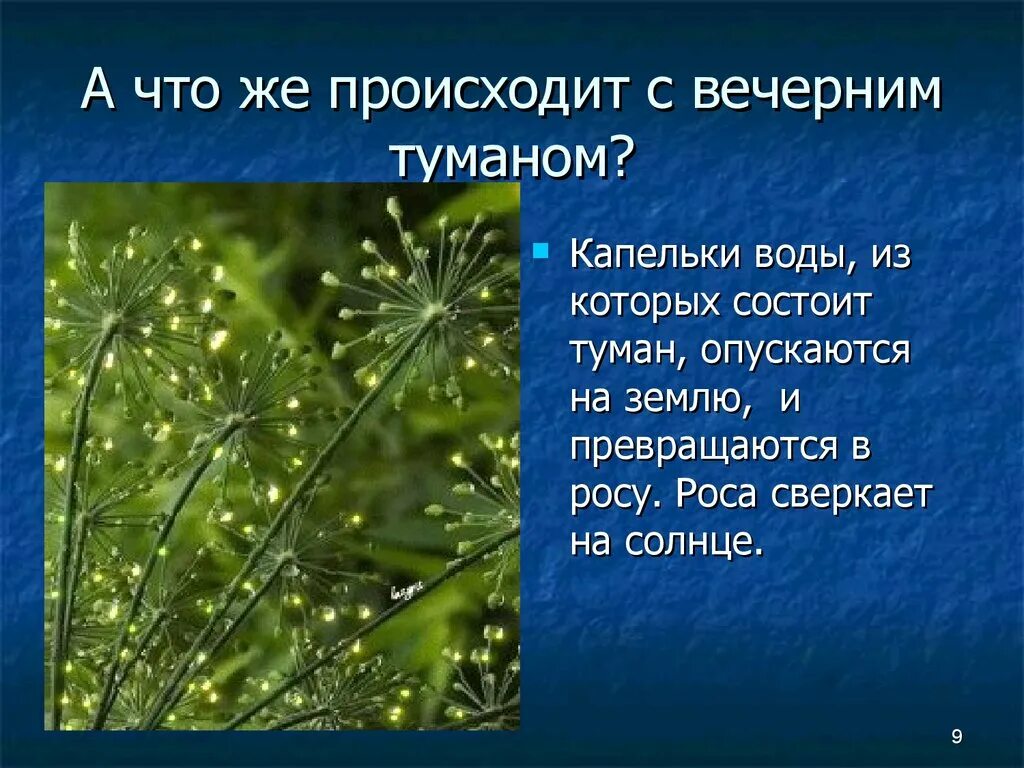 Из чего состоит роса. Роса состоит из росинок. Роса сверкающая на солнце. Какова форма капелек воды, из которых состоит туман?. Из капель воды состоит