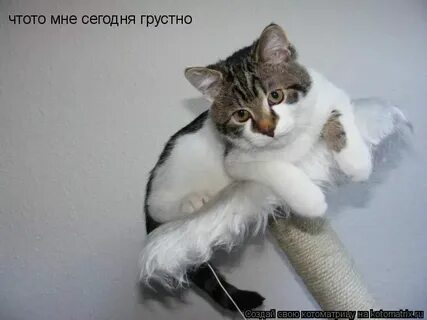 Мне пробила сегодня грусть песня