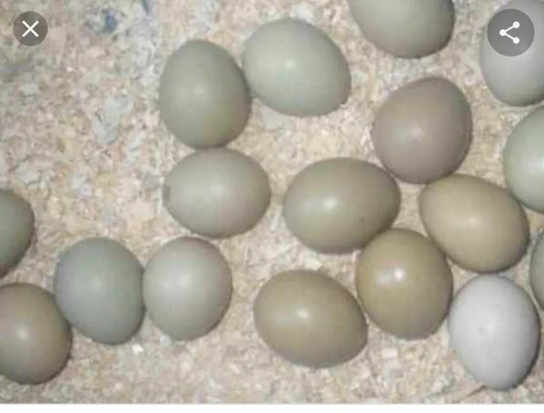 Яйца фазана купить. Инкубация яиц фазана. Инкубационное яйцо цесарки. Инкубационное яйцо индоутки. Инкубационное яйцо цесарки Волжская.