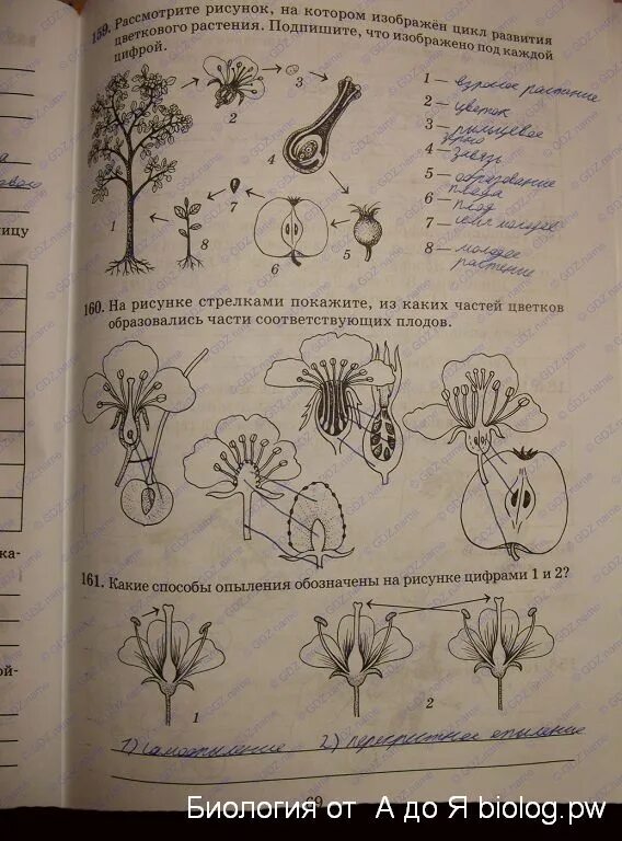 Рассмотри рисунок на котором изображен. Биология 6 класс рабочая тетрадь. Тетрадь по биологии 6 класс. Цикл развития цветкового растения 6 класс биология. Рабочая тетрадь по биологии 6 класс цветок.