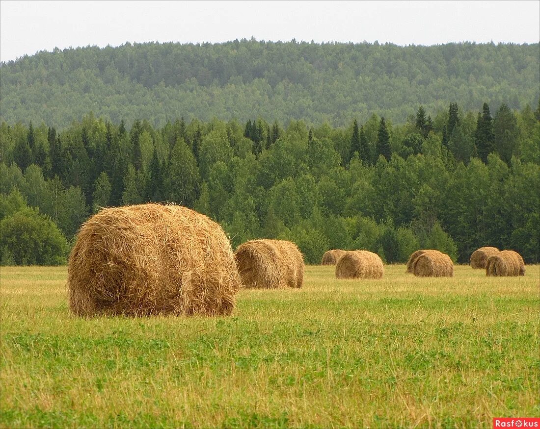 сенокос свежескошенная трава. сенокос деревня природа. лето поле пермский край сенокос. лугово-пастбищный тип ландшафта. убранное поле.