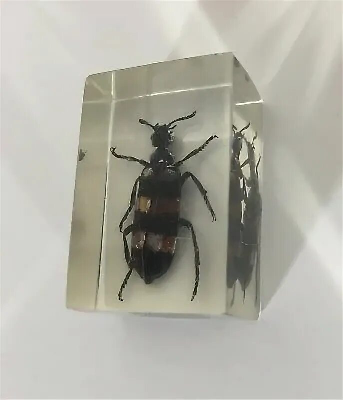 Real bug