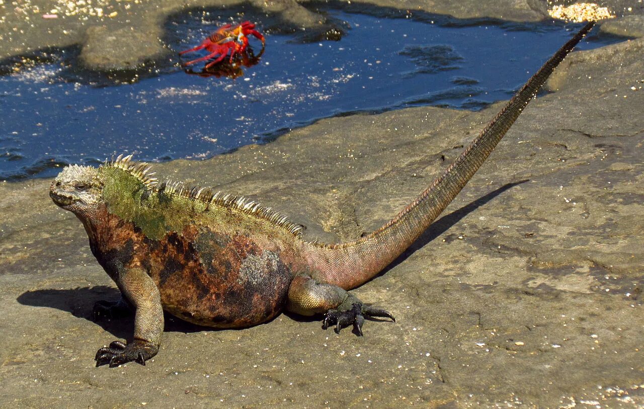 Сообщение о морской игуане. Галапагосская игуана. Галапагосский варан. Морская игуана (amblyrhynchus cristatus). Морская игуана.