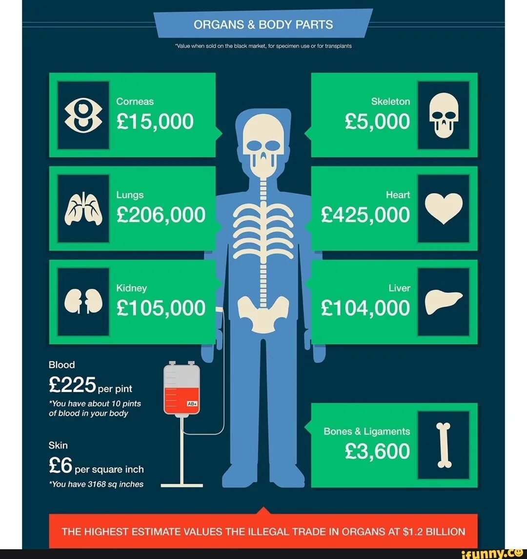 Цена органов мужчины. Стоимость органов. Органы человека на черном рынке. Стоимость органов человека.