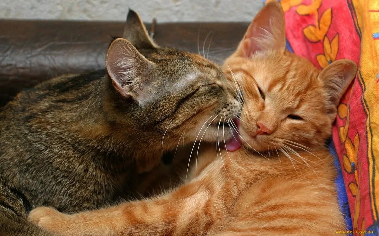 Кот и поцелую. Кошки любовь. котики обнимаются. влюбленные котики. рыжие коты обнимаются.