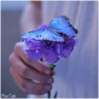Фиолетовые бабочки для букета
