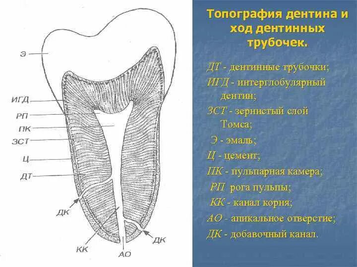 Строение трубочек. Дентинная трубочка строение. Строение дентина схема. Строение дентинных трубочек. Топография дентина.