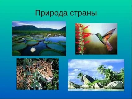 Природа бразилии кратко