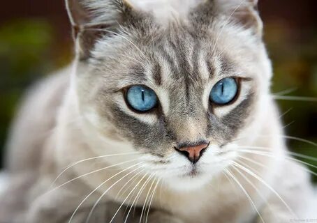 Who has blue eyes