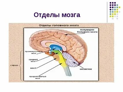 И находится она в центре