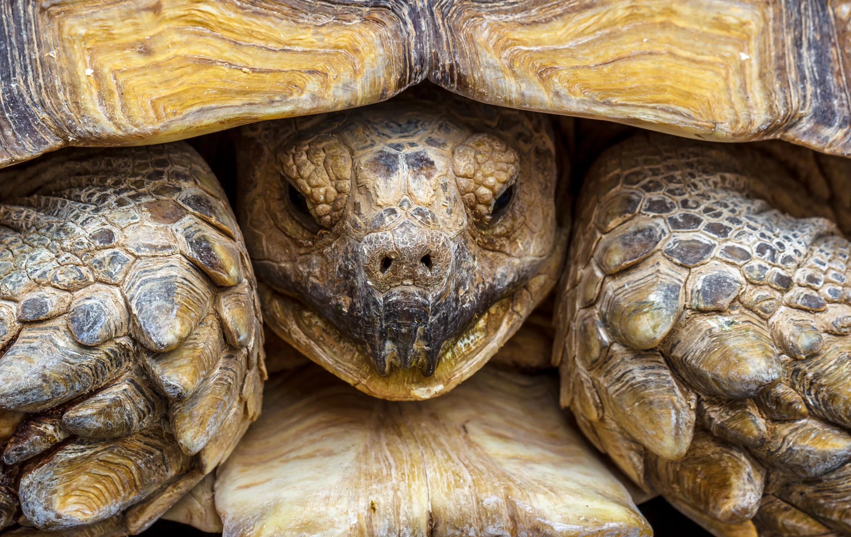 Мадагаскарская клювогрудая черепаха. Среднеазиатская черепаха трехголовые. Среднеазиатская черепаха голова. Черепаховый черепаха.