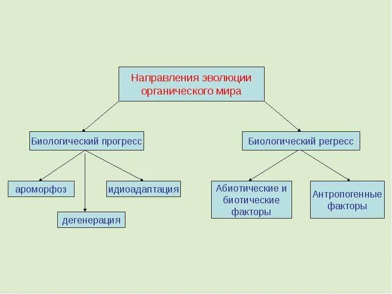 Пути эволюции схема биология. Схема главных направлений эволюции. Формы направления эволюции