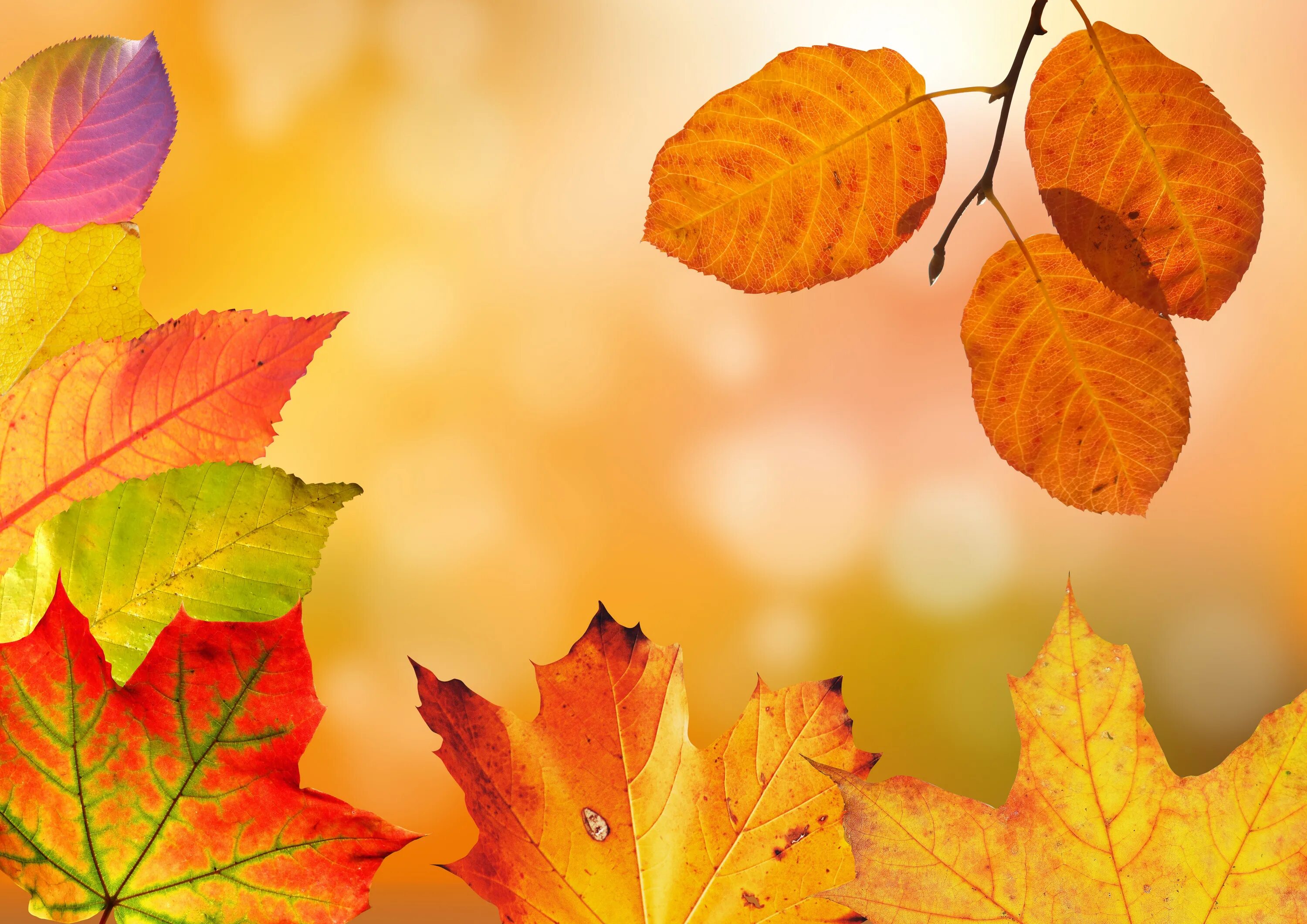 Осенью 2019 года. Осенний фон. Красивый осенний фон. Осенний фон для детей. Осенние листья фон.