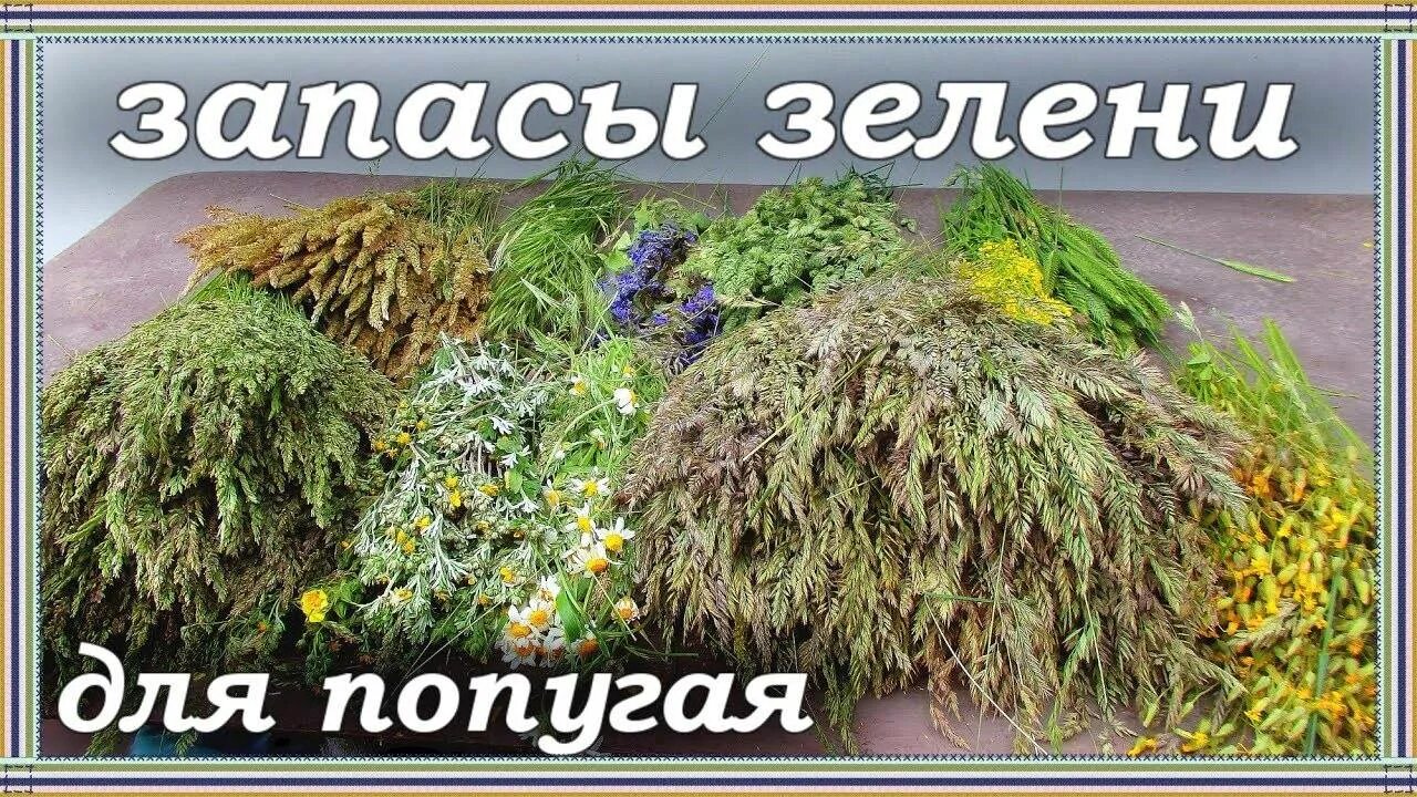 Какую траву можно курам. Трава для попугаев. Заготовки зелени для попугаев. Какую траву можно волнистым попугаям. Трава для корелл.