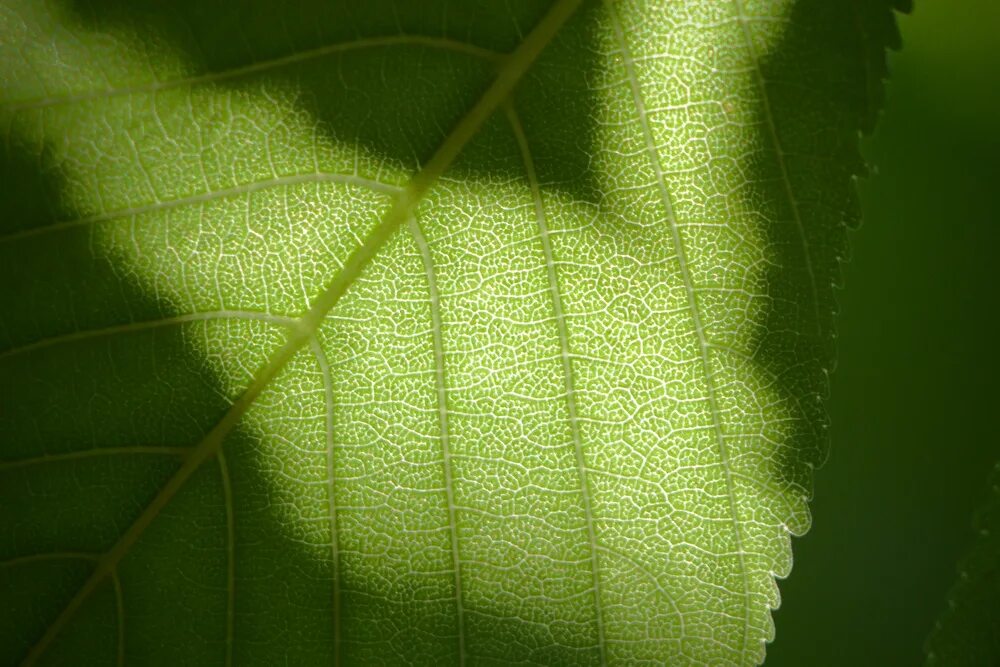 Green leaf отзывы. Листья абстракция фото. Как выглядит лист а 10. По 4 на лист как выглядит. 5х8 лист как выглядит.