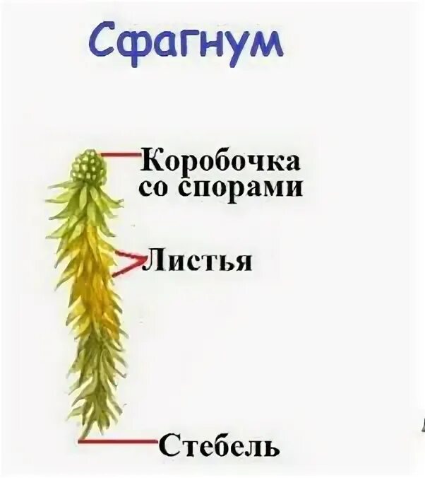 Лабораторная работа строение мха вывод Shtampik.com