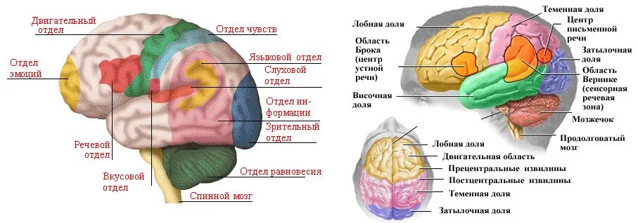 Теменная область поражения