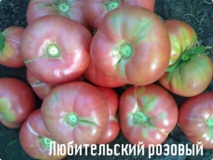 Характеристика томатов микадо розовый