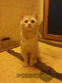 Найденные коты в твери