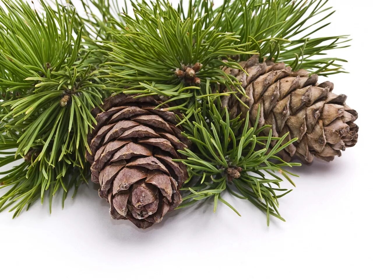 Кедр сибирский ветка. Коре́йский кедр ветка. Веточки хвойники шишки. Ветка кедра фото. Сибирская сосна кедр шишка.