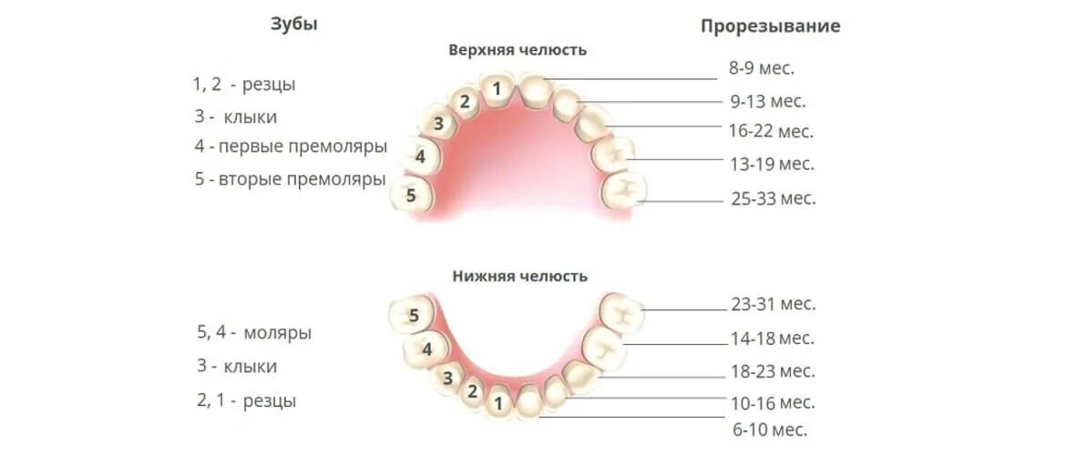 Прорезывание 8 зуба у детей. Какие зубы прорезываются к 4 месяцам. Зуб моляр прорезывается. Прорезался верхний жевательный зуб. Десна при прорезывании молочных зубов у детей.