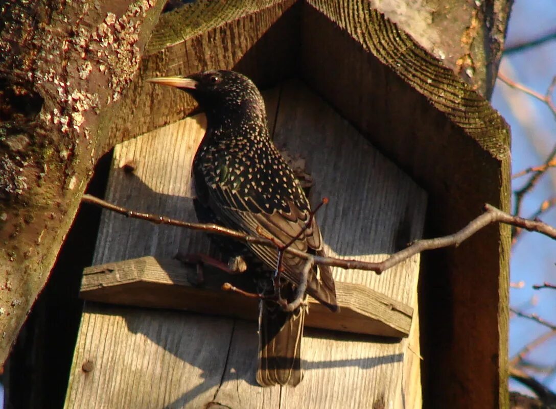 насекомоядные птицы скворец. скворцы марий эл. говорливого скворца. шпак скворец. птицы скворец обыкновенный.
