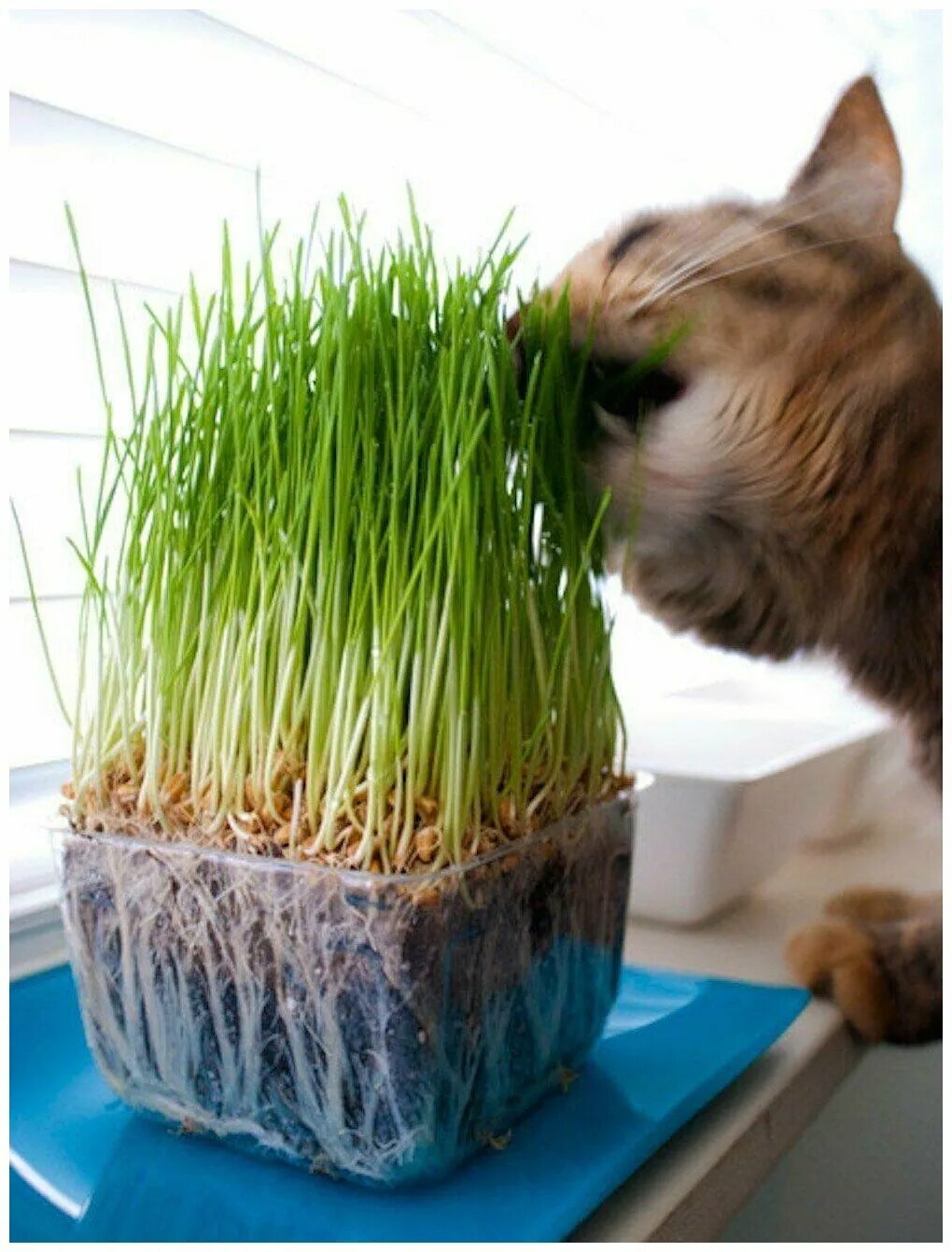 Ячмень ядрица. Ячмень фураж. Пшеница для животных. Арпа зерно. Пшеница для животных.