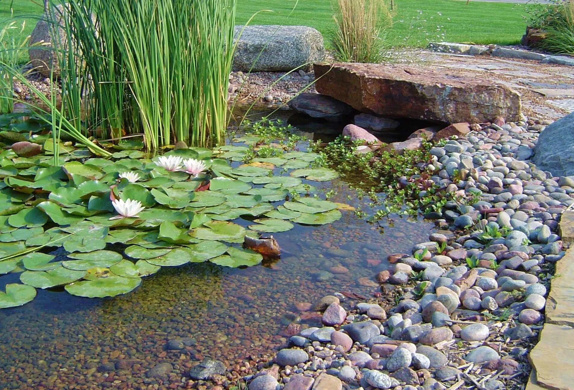 Ручей биоплато. Растения для биоплато для пруда. Нимфеи-прудовые. Ландшафтный сад "нимфея парк". Математика в пруду