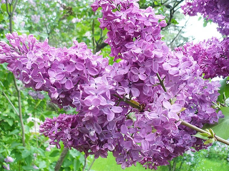 Сирень особенности. Сирень Syringa vulgaris. Сирень обыкновенная Mirabeau. Сирень гиацинтоцветная "Бюффон". Сирень обыкновенная (Syringa vulgaris l.).