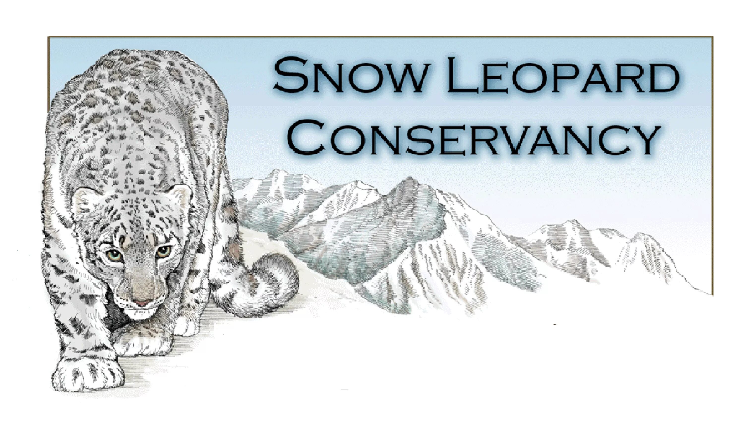 Снежный Барс. Снежный Барс эмблема. Снежный Барс на белом фоне. Снежный Барс вектор. Плакат в поддержку снежного барса