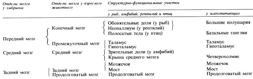 Какой отдел мозга у рыб хорошо развит. Какой отдел мозга у рыб хорошо развит