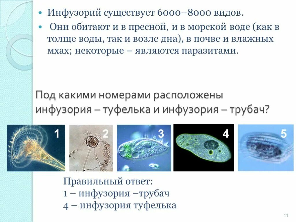 Простейшие обитают только в морской воде. Простейшие обитают только в морской воде