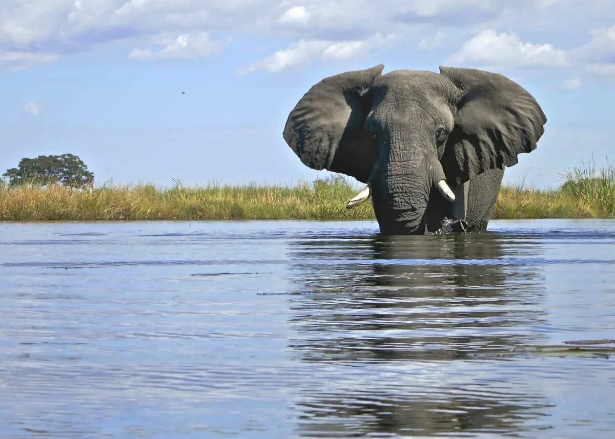 Слон пьющий воду. Слоны. Слон фото. Слон плывет. Слон пьет воду.