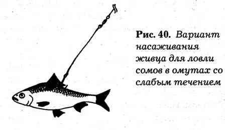 Как ловить щуку на живца на кружок