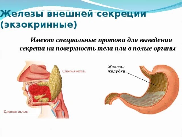 Экзокринные железы человека. Железы внешней секреции. Эндокринные и экзокринные железы. Железы внешней секреции примеры.