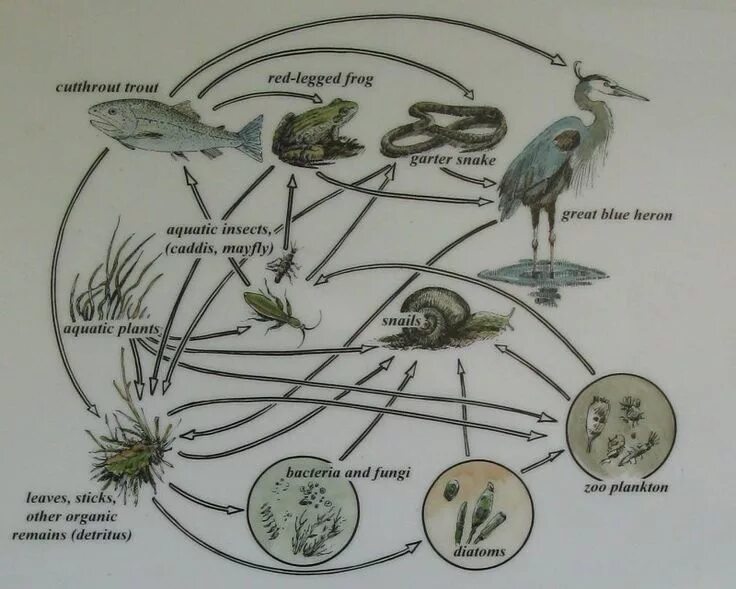 Пищевая цепочка водоема. Цепи питания в водоеме. Цепь питания в пруду. Водные растения пищевая цепочка. Цепь питания с бактериями