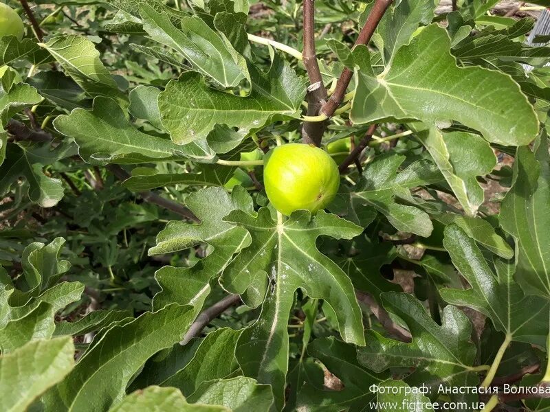 инжир далматский