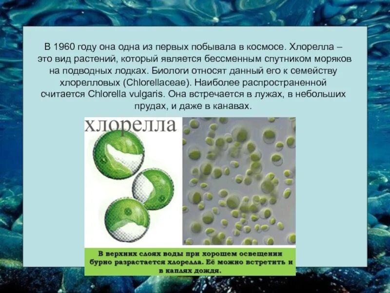 Чем хлорелла отличается от бактерии. Водоросль хлорелла обыкновенная. Хлорелла водоросль биология. Водоросль хлорелла таллом. Зеленые водоросли хлорелла.