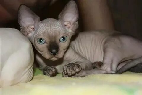 Котенок сфинкса отдам